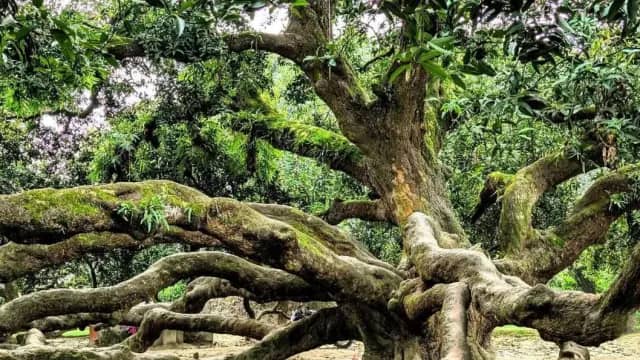 সূর্যপুরী আমগাছ
